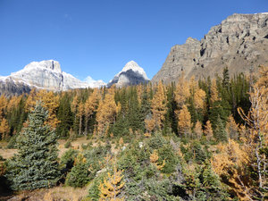 The beautiful colour of the Trees in Larch Valley