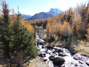 The trickling stream in Larch Valley