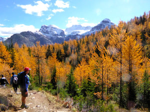 The amazing Larch Trees