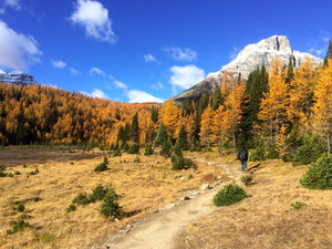 Part of the trail through Larch Valley