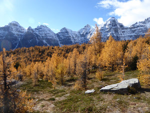 The Larch Trees and the mountains