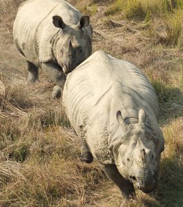 Rhino Chase | Photo