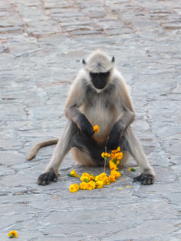 Grey Langur with flowers