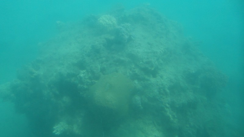 'Coral Reef'
