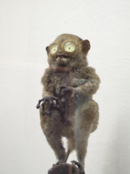 Freak baby (museum exhibit)