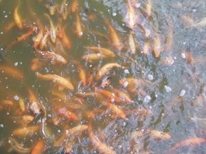 Fishes in Hue