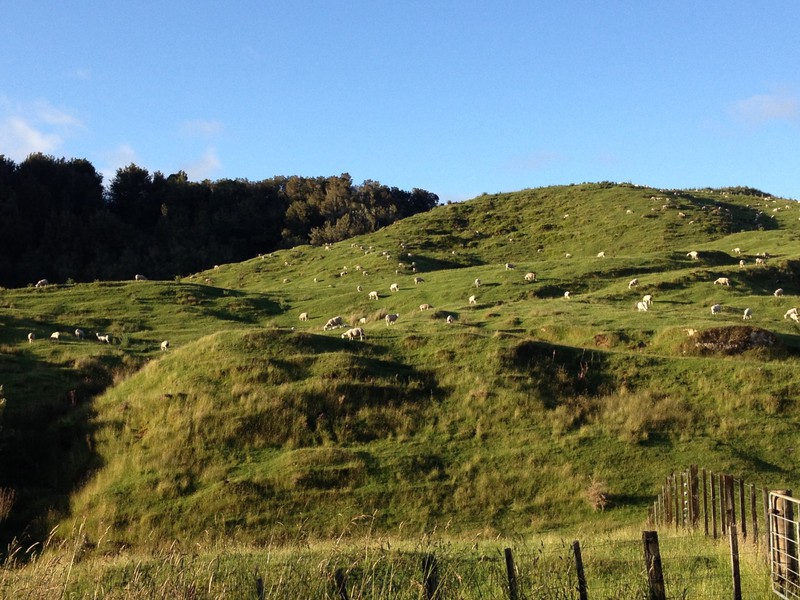 Sheep on Te Tiro farm