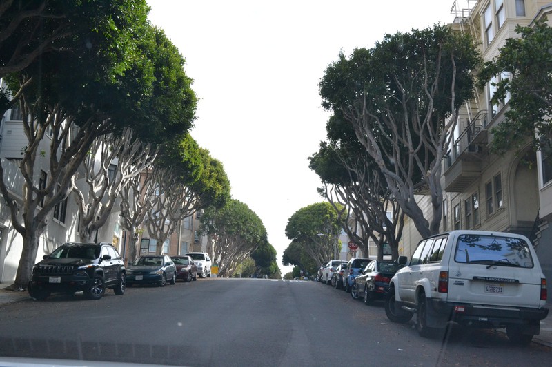 SF road sides. I love those trees.