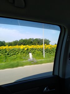 Sunflowers everywhere!!