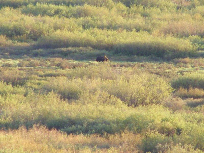 1st grizzly sighting at dinner