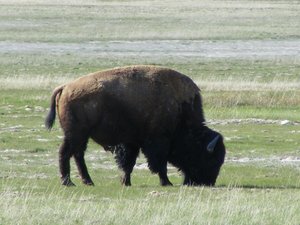 another bison