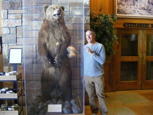 bear encounter jackson lodge