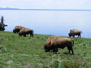 more bison