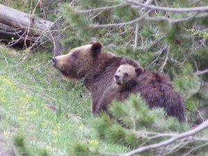 grizzly mother tag 399 and cubs