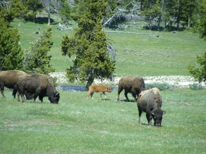 1st bison calf found