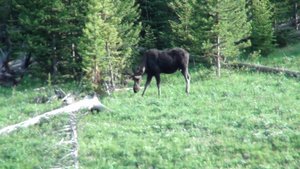 elusive moose
