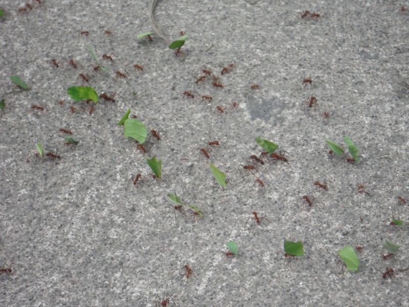Leaf Cutting Ants