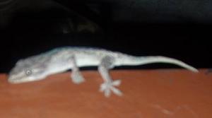 barry the gecko