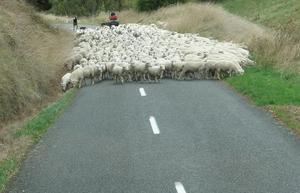 New Zealand roadblock
