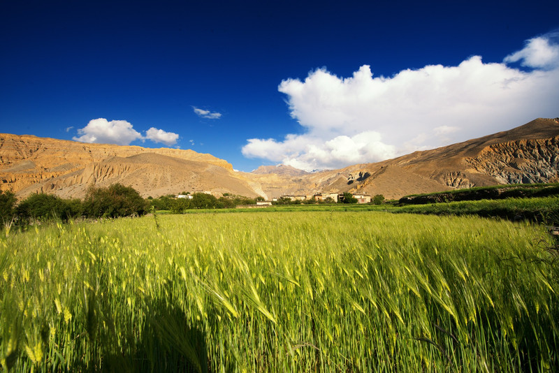 The Barley field in Mustang