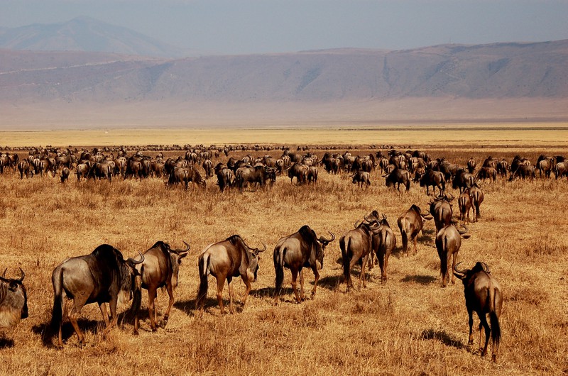 Great Migration on the Move