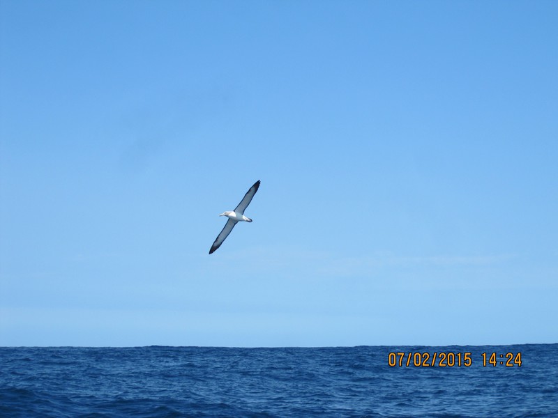 Albatross following Catamaran