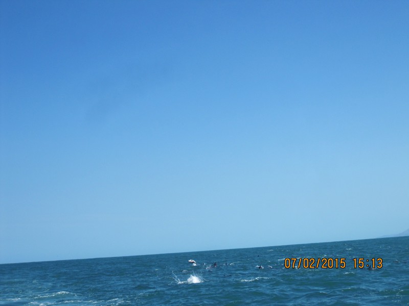 Dusky Dolphin Backflip 