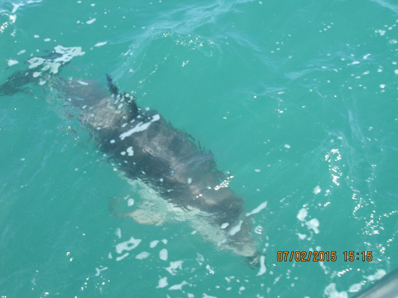 Dusky Dolphin following boat