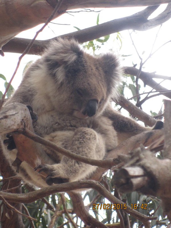 A posing koala