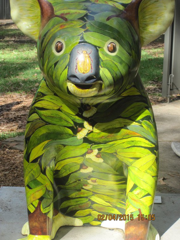 Bushby at the Koala Hospital