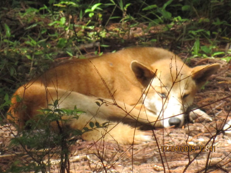 Young Dingo sunbathing