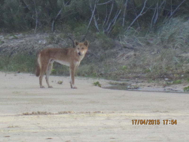 Dingo on beach