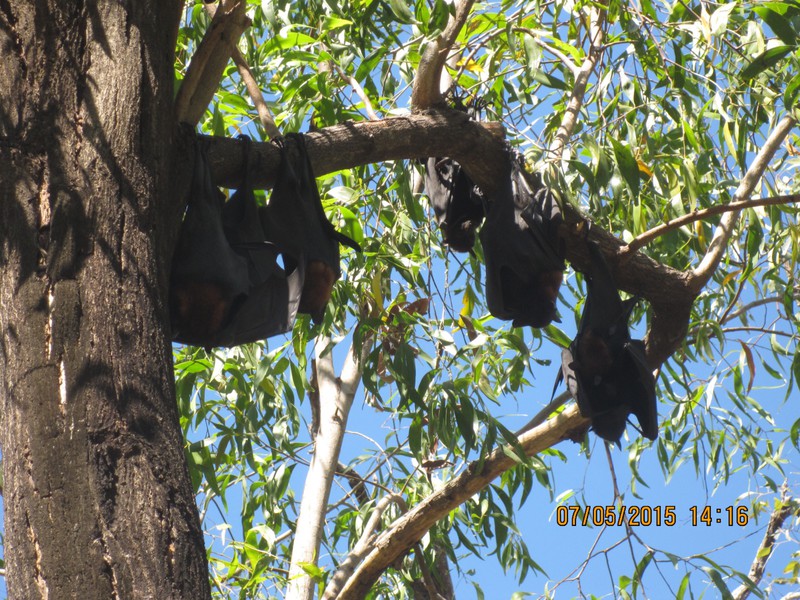 Fruit bats roosting 