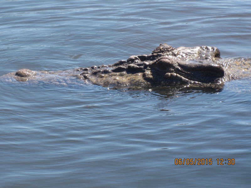 Basking Crocodile