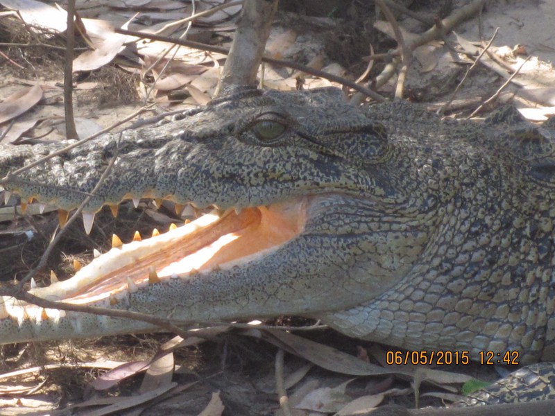 Estuarine Croc (salty) cooling off ! Nice teeth!!