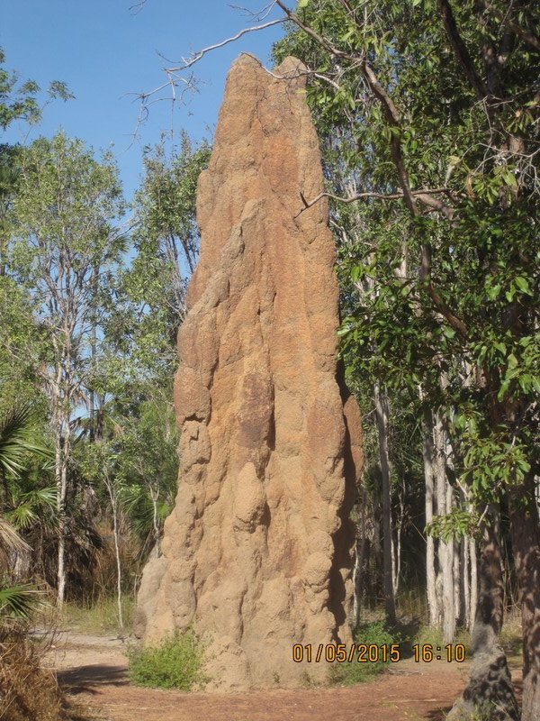Cathedral Termite Mound about 10-12 foot high 