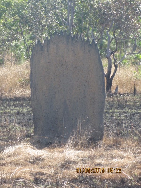 Magnetic Termite mounds - look like headstones in a graveyard ! 