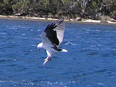 Sea Eagle swooping 