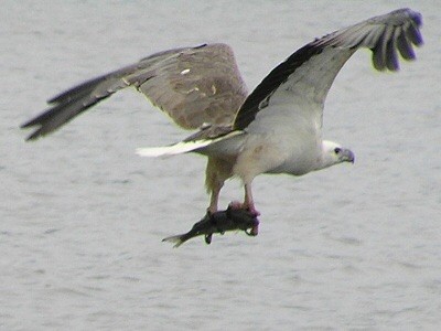 Sea Eagle with fish