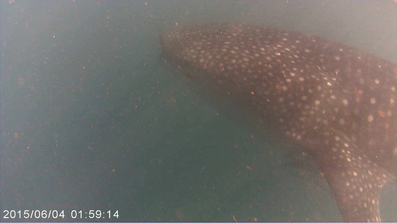 Hurray! Whale shark and GoPro in synch! 