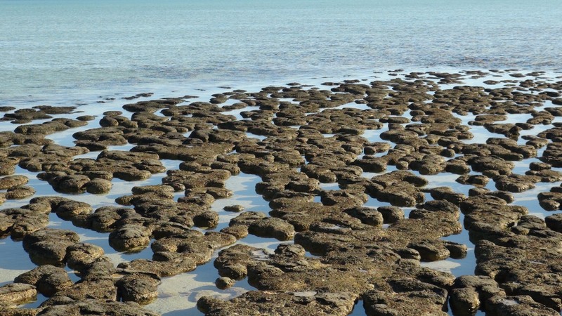 Stromatolites Hamelin Bay