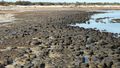 More Stromatolites ! 