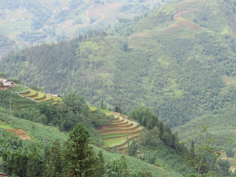 Rice terraces in Sa Pa