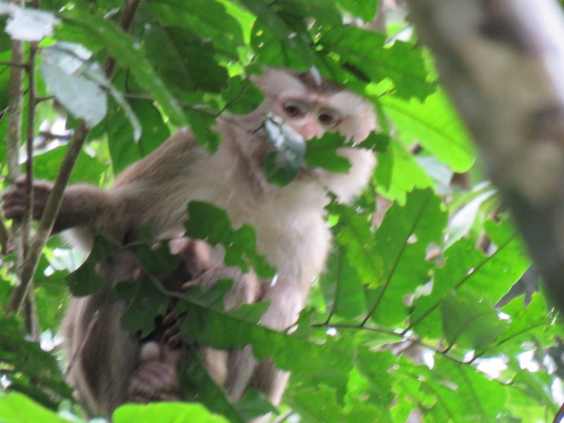 ...And Macaques 