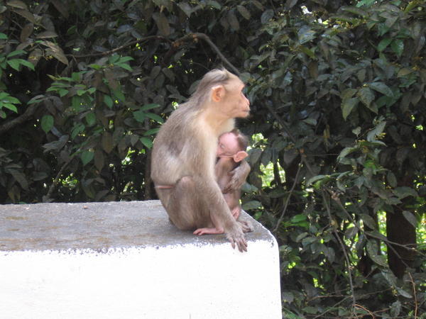 mother and the baby monkey