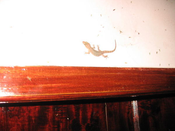 A Gecko Waiting for the Chance to Catch Dinner