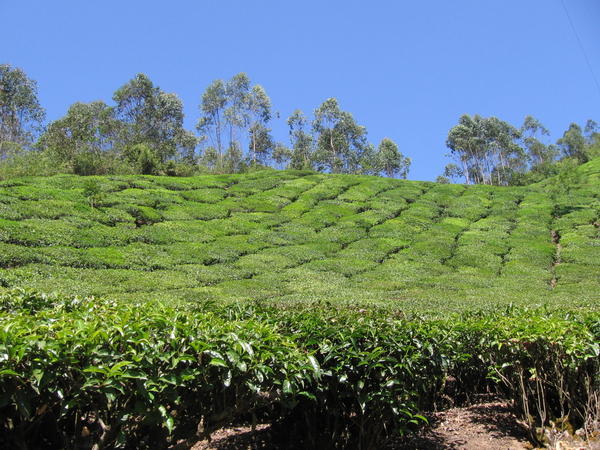 Just Part of the Many Tea Plantations