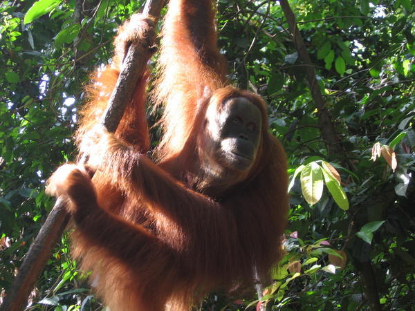 The orangutan.