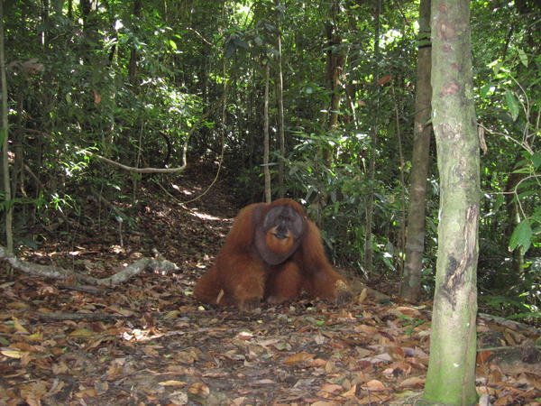 The big orangutan.