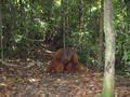The big orangutan.